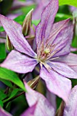 CLEMATIS DOROTHY WALTON