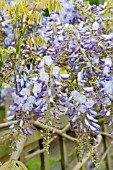 WISTERIA SINENSIS PROLIFIC