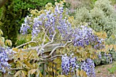 WISTERIA SINENSIS PROLIFIC