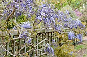 WISTERIA SINENSIS PROLIFIC