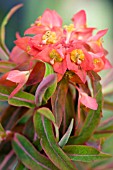 EUPHORBIA GRIFFITHII FIREGLOW