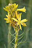 ASPHODELINE LUTEA