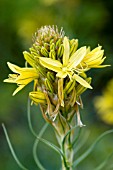 ASPHODELINE LUTEA