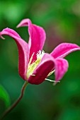 CLEMATIS TEXENSIS PRINCESS DIANA