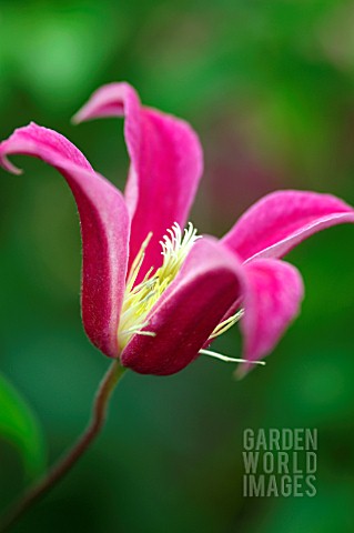 CLEMATIS_TEXENSIS_PRINCESS_DIANA