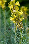 ASPHODELINE LUTEA