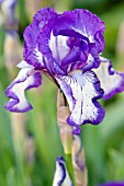 IRIS ARCTIC FANCY