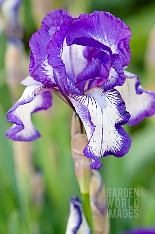 IRIS_ARCTIC_FANCY