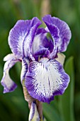 IRIS ARCTIC FANCY