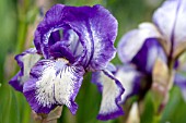 IRIS ARCTIC FANCY