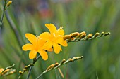 CROCOSMIA X CROCOSMIFLORA PAULS BEST YELLOW