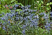 ERYNGIUM SERBICUM