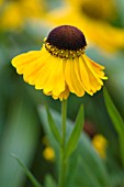 HELENIUM EL DORADO