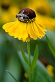 HELENIUM EL DORADO WITH HONEY BEE