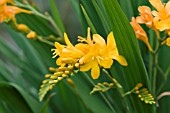 CROCOSMIA X CROCOSMIFLORA PAULS BEST YELLOW