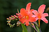 CROCOSMIA LIMPOPO