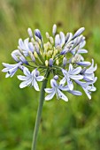 AGAPANTHUS LULY