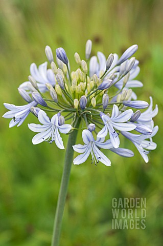 AGAPANTHUS_LULY