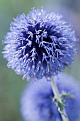 ECHINOPS RITRO VEITCHS BLUE