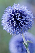 ECHINOPS RITRO VEITCHS BLUE