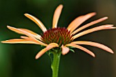 ECHINACEA ARTS PRIDE