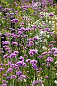 VERBENA BONARIENSIS