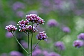 VERBENA BONARIENSIS