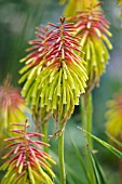 KNIPHOFIA RUFA