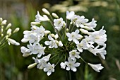 AGAPANTHUS ARCTIC STAR