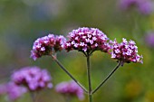 VERBENA BONARIENSIS