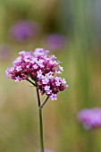 VERBENA BONARIENSIS