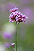 VERBENA BONARIENSIS