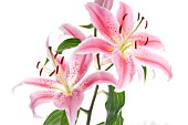 LILIUM STARGAZER