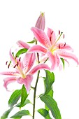 LILIUM STARGAZER