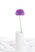 ALLIUM PURPLE SENSATION VASE WHITE BACKGROUND