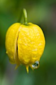 CLEMATIS ORIENTALIS BILL MACKENZIE