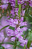 PHYSOSTEGIA VIRGINIANA VIVID