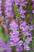 PHYSOSTEGIA VIRGINIANA VIVID