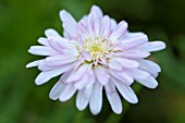 ARGYRANTHEMUM POWDER PUFF