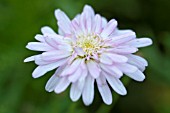 ARGYRANTHEMUM POWDER PUFF