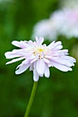 ARGYRANTHEMUM POWDER PUFF