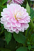 DAHLIA BRACKENRIDGE BALLERINA