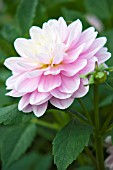 DAHLIA BRACKENRIDGE BALLERINA