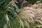 STIPA CALAMAGROSTIS