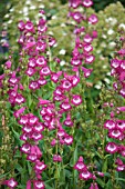 PENSTEMON GEORGE HOME