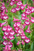 PENSTEMON GEORGE HOME