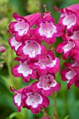 PENSTEMON GEORGE HOME