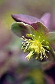 HELLEBORUS STERNII BOUGHTON BEAUTY HELLEBORE