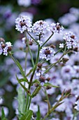 VERBENA RIGIDA POLARIS