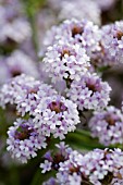 VERBENA RIGIDA POLARIS